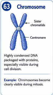 <p>Highly condensed DNA \, packaged with proteins and especially visible during cell division. .</p>