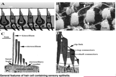 <p>Stereocilia deflect towards kinocilium = __________________________.</p>