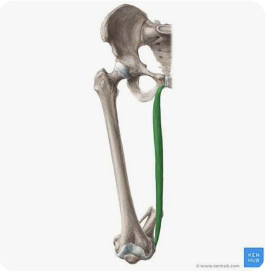 <p>O: Body of the pubic bone; inferior pubic ramus</p><p>I: Pes anserinus</p><p>A: Adduction of the thigh; flexion of the leg; internal rotation of the leg</p><p>N: Obturator nerve</p>