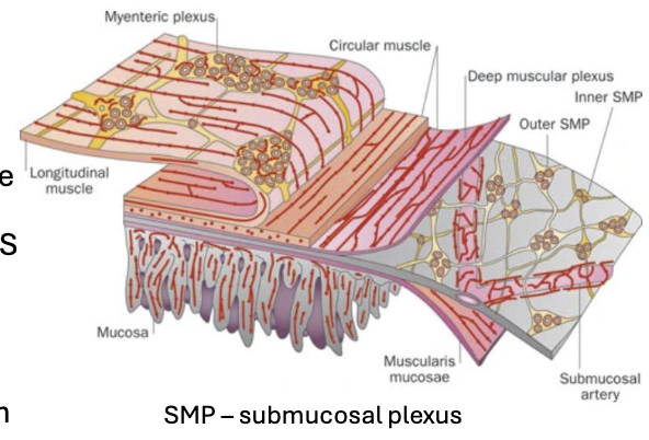 <ul><li><p>The ENS has two major plexuses: submucosal located in the submucosa which controls secretion and local blood flow, and the myenteric located in the muscularis externa regulates smooth muscle contraction and motility</p></li><li><p>The plexuses contain neurons and glial cells that function similarly to astrocytes in the CNS to maintain local homeostasis</p></li><li><p>ENS has short reflexes which are contained within the ENS (local responses to luminal contents), and long reflexes which involve CNS input</p></li><li><p>Additionally, the ENS participates in feedforward reflexes where external cues (smell, sight, etc.,) stimulate GI activity in anticipation of digestion</p></li></ul><p></p>