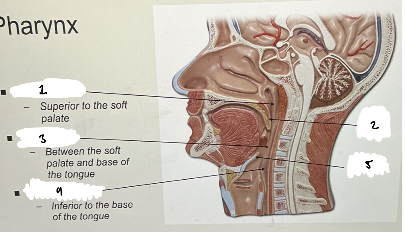 <p>PHARYNX</p><p>1.XX</p><p>2.XX</p><p>3.XX</p><p>4.XX</p><p>5.XX</p><p></p>