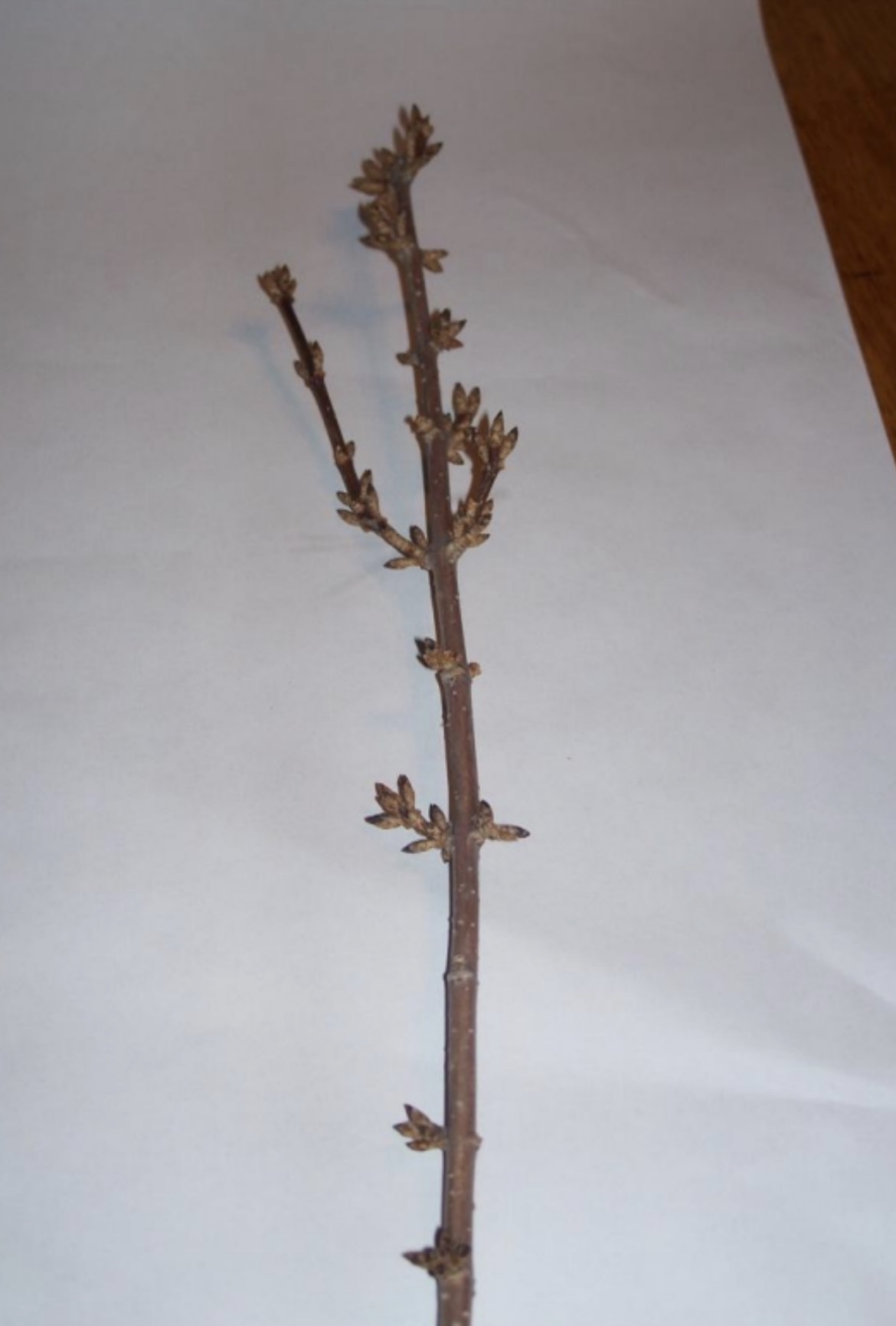 <p>What is this branch?</p>