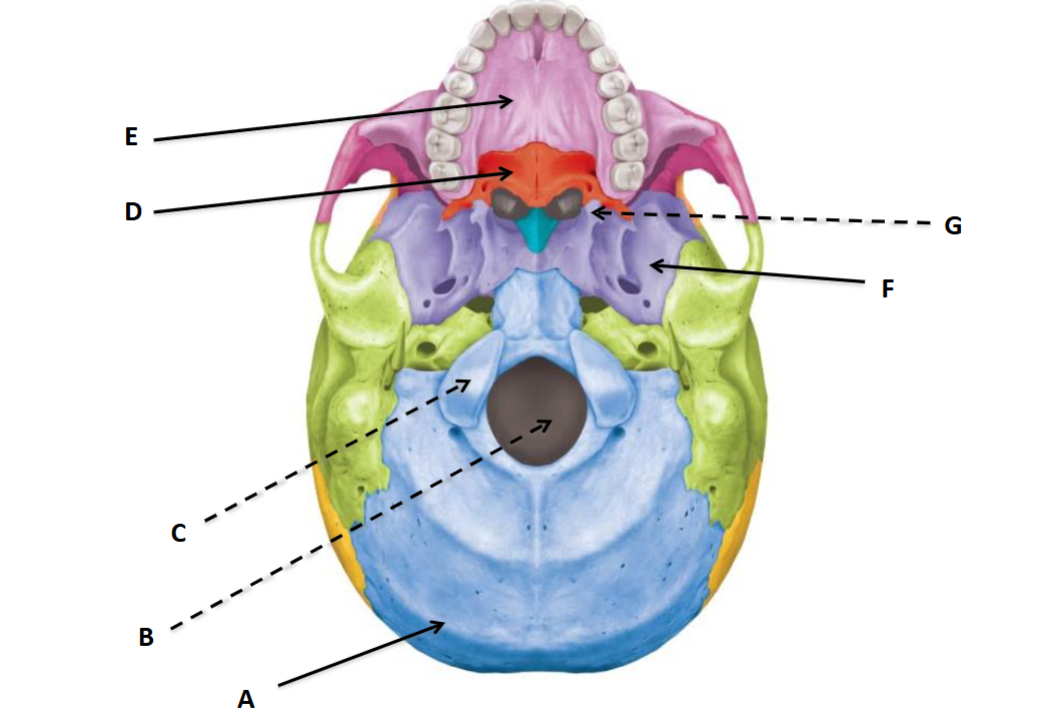 <p>G</p>