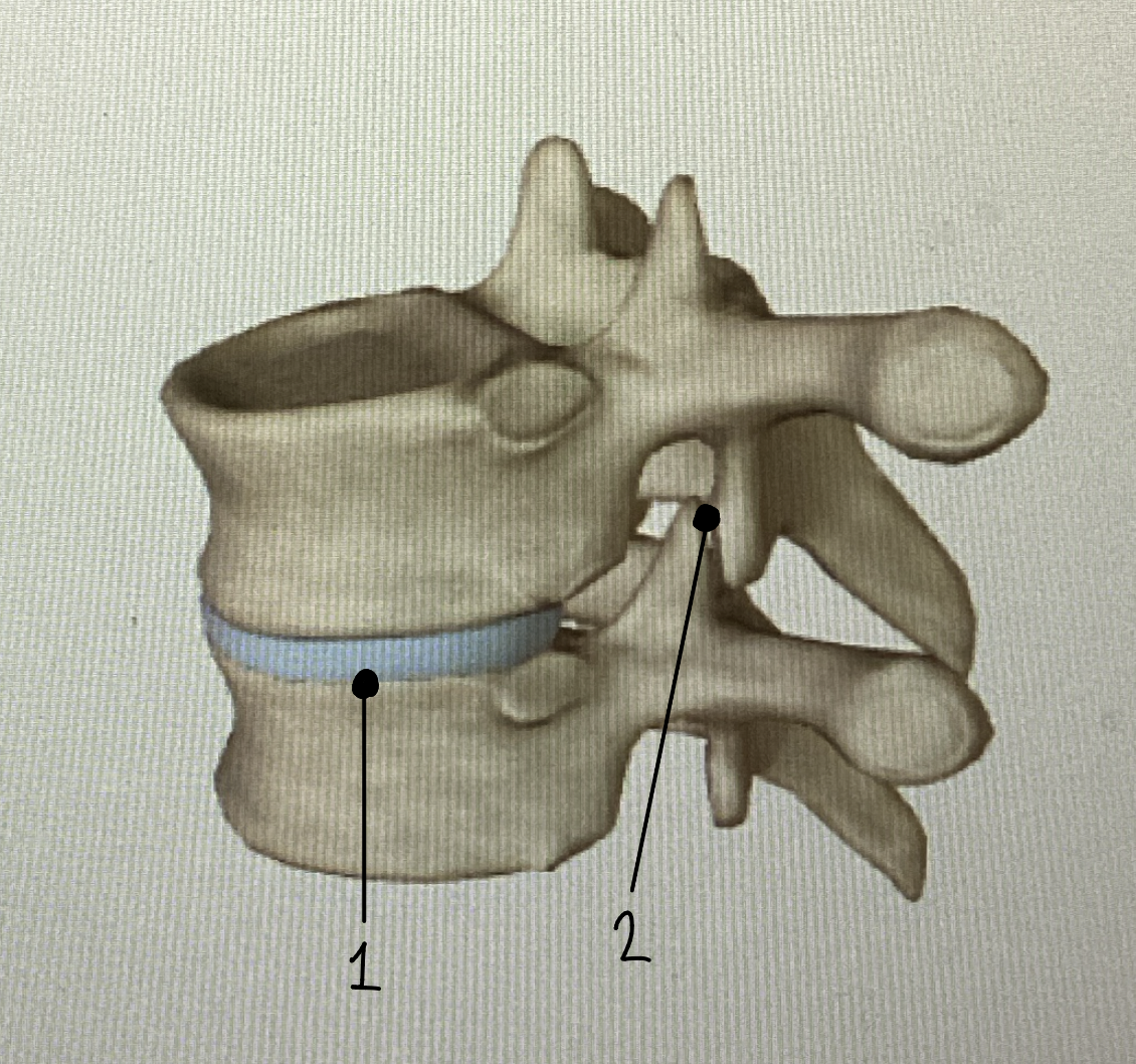 <p>Name these joints (and functions)</p>