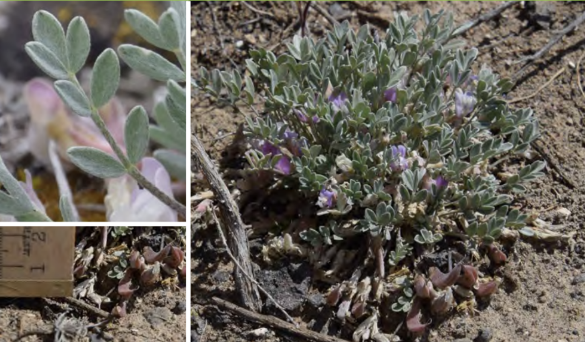 <ul><li><p>Torrey’s milkvetch</p></li><li><p>Pea family</p></li></ul><p></p>