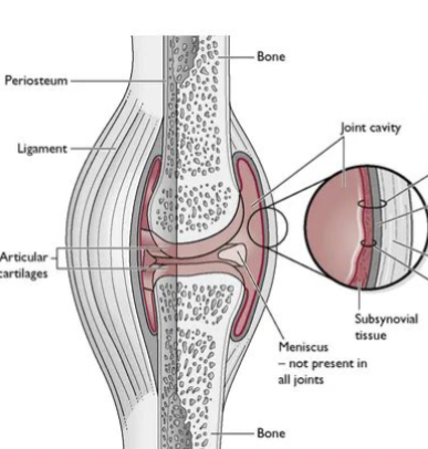 <p>What surrounds a synovial joint?</p>