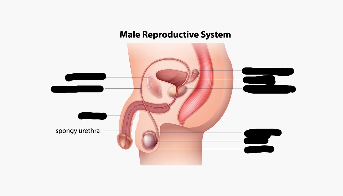 <p>Carries urine and semen out the body at different times</p>