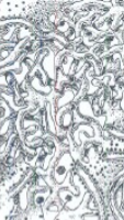 <p>synthese van lipiden; detoxificatiereacties/ Bestaat uit een netwerk van fijne buisjes, zonder ribosomen. Heeft twee hoofdfuncties. Ten eerste de synthese van lipiden: alle lipiden behalve vetzuren worden in het ER aangemaakt, inclusief sterolen zoals cholesterol en steroïdhormonen (bv. testosteron in Leydig-cellen). Ten tweede detoxificatie: apolaire toxische stoffen accumuleren gevaarlijk in celmembranen en worden door het S.E.R. omgezet naar polaire verbindingen die de cel kan uitscheiden. Het sleutelenzym hierbij is cytochroom P450, dat OH-groepen plaatst op de toxische stof, waarna andere enzymen extra polaire groepen (suikers, fosfaat) toevoegen. Het S.E.R. staat ook in voor de vorming van peroxisomen. In spiercellen is het S.E.R. gespecialiseerd als sarcoplasmatisch reticulum, dat Ca²⁺-ionen uit het cytoplasma verwijdert en opslaat</p>