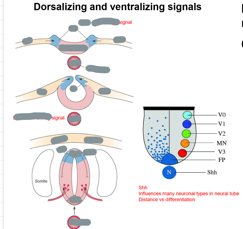 <p>How do BMP and SHH pattern the neural tube?</p><p>What do their opposing gradients mean?</p>