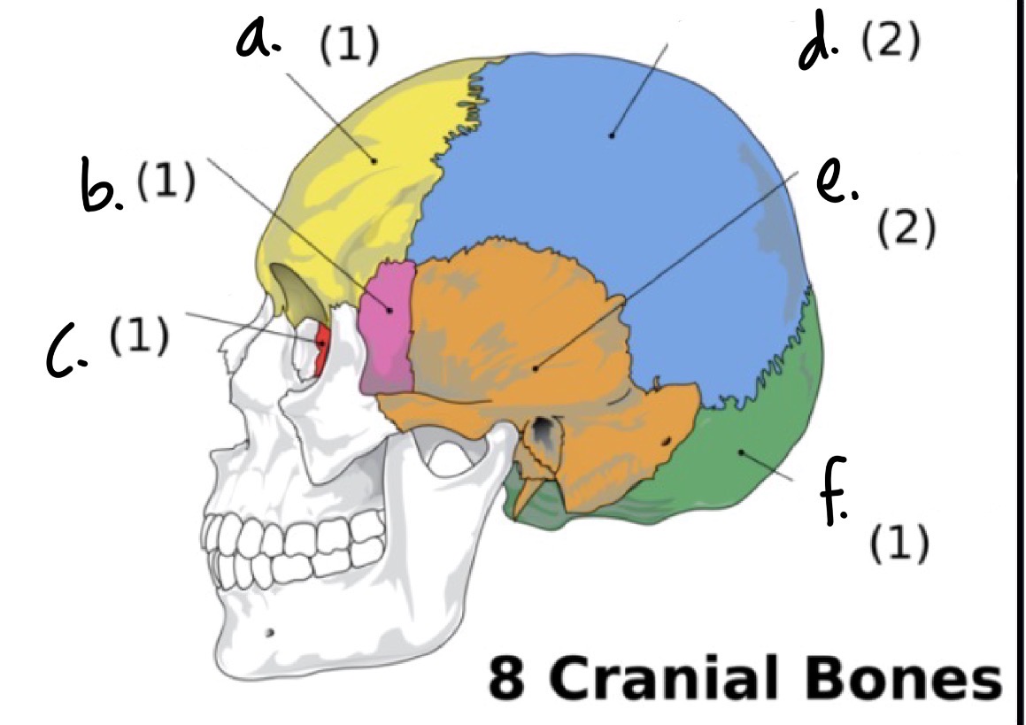 <p>F.</p>