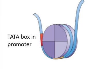 <ul><li><p>DNA tightly wrapped around nucleosome</p></li><li><p>nucleosome blocks TFs and RNA pol2 from binding to promoter</p></li></ul><p></p>