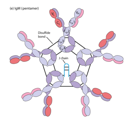 <p>verbindt monomere antistoffen tot polymeren</p><p>bv: J keten (blauw) verbindt hier IgM tot pentameer</p>