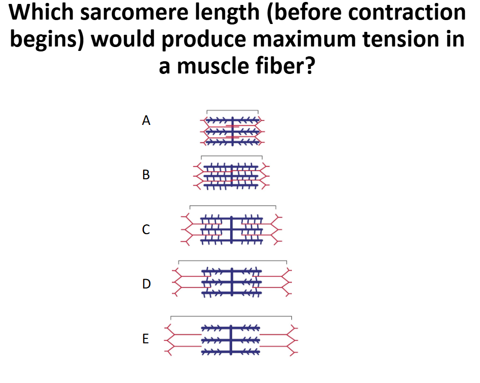 <p>Which sarcomere length would produce maximum tension?</p>