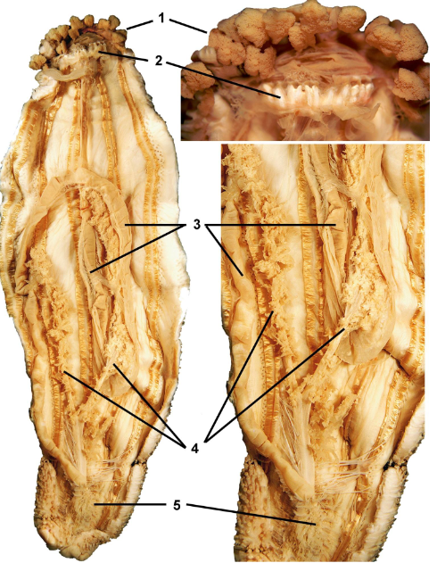 <p>class</p><p>label</p>