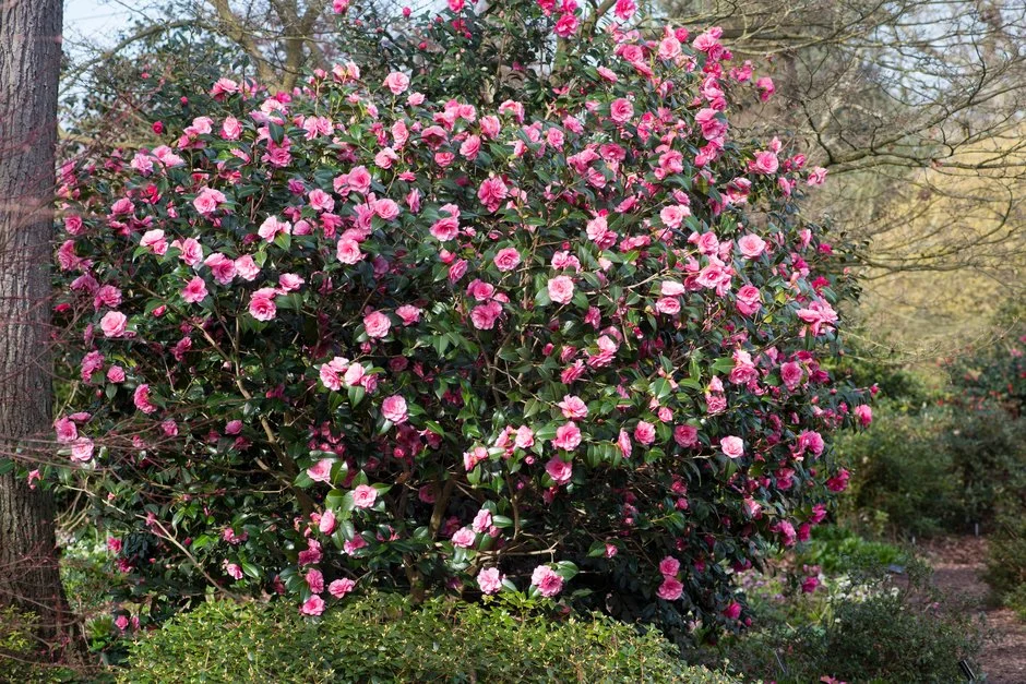<p>Camellia x williamsii</p>