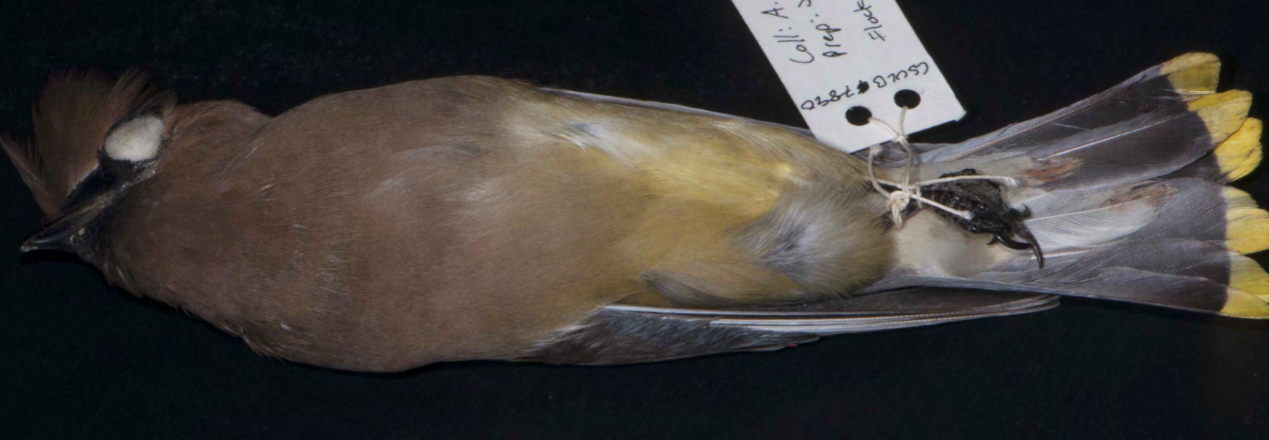 <p>Cedar Waxwing</p>