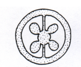 <p>Ovary/placentation</p>