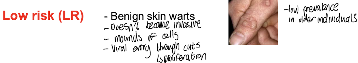 <ul><li><p><strong><mark data-color="green" style="background-color: green; color: inherit;">Include HPV-1, 2, 4, 7, and 27.</mark></strong> </p></li><li><p>These types are typically linked to common, benign warts and similar lesions, carrying a low risk of malignancy. </p></li><li><p>Transmission primarily via fomites, skin-skin contact / dead skin</p></li></ul><p></p>