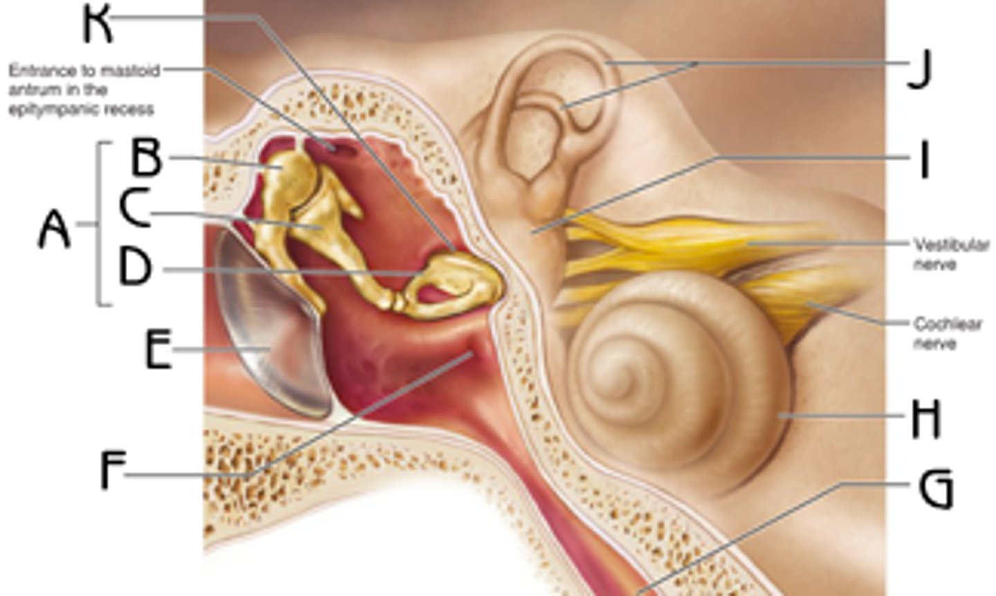 <p>Name part I of the inner ear.</p>