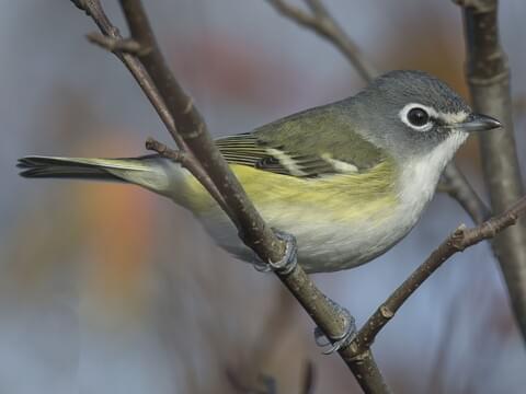 <p>Attractive, colorful vireo with thick white spectacles</p><p>Dark blue/gray head, yellowish sides, and bold white wing bars </p>