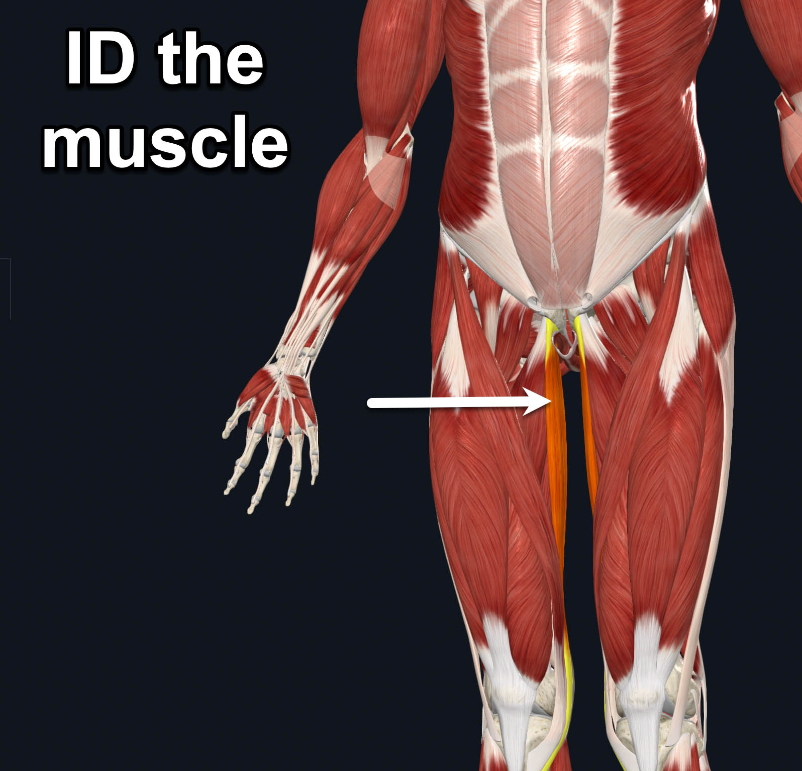 term image