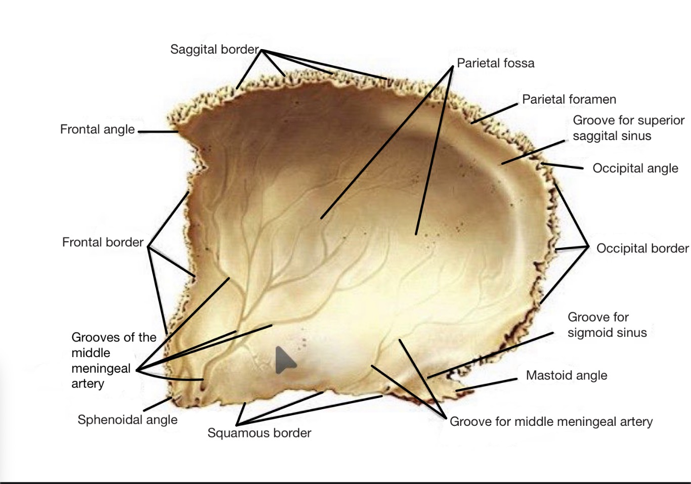 knowt flashcard image