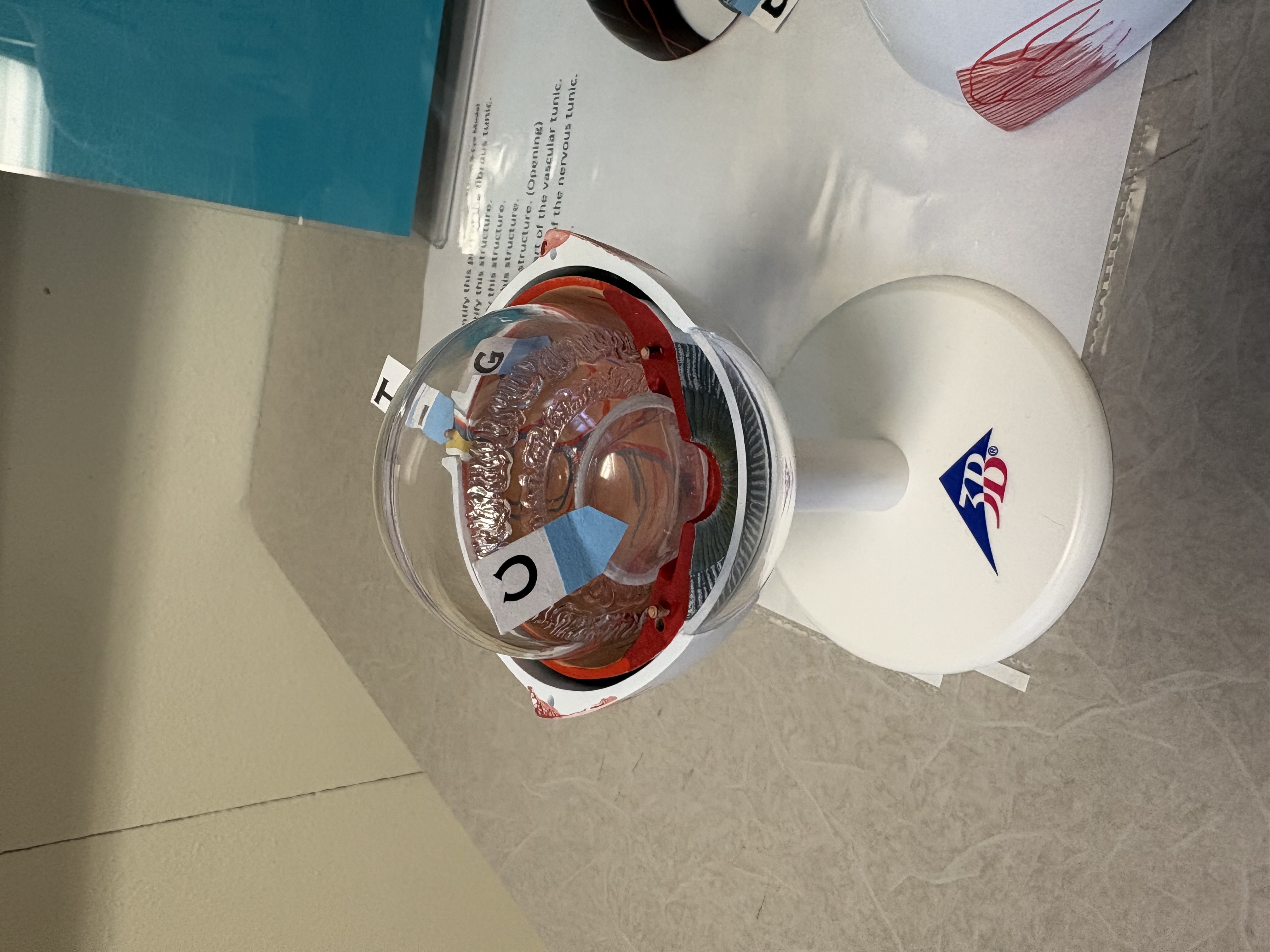 <p>H. identify this nerve</p>