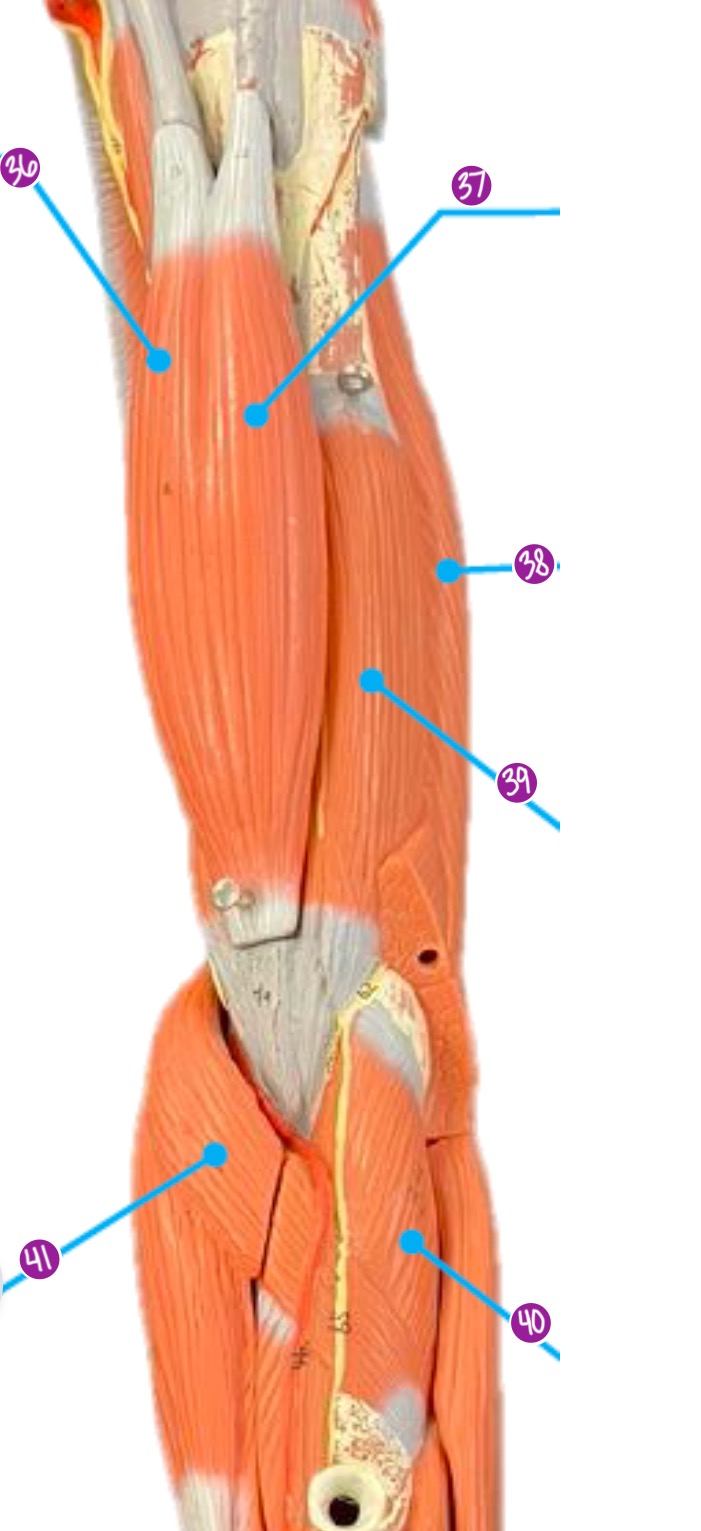 <p>41.</p>
