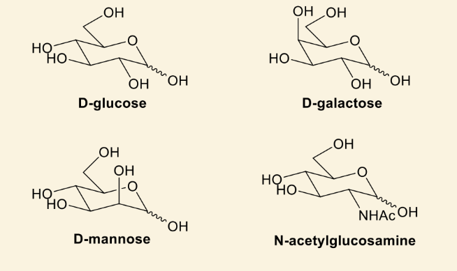 <p>(don’t need to know any exactly, just see similar parts seen in all sugars)</p>