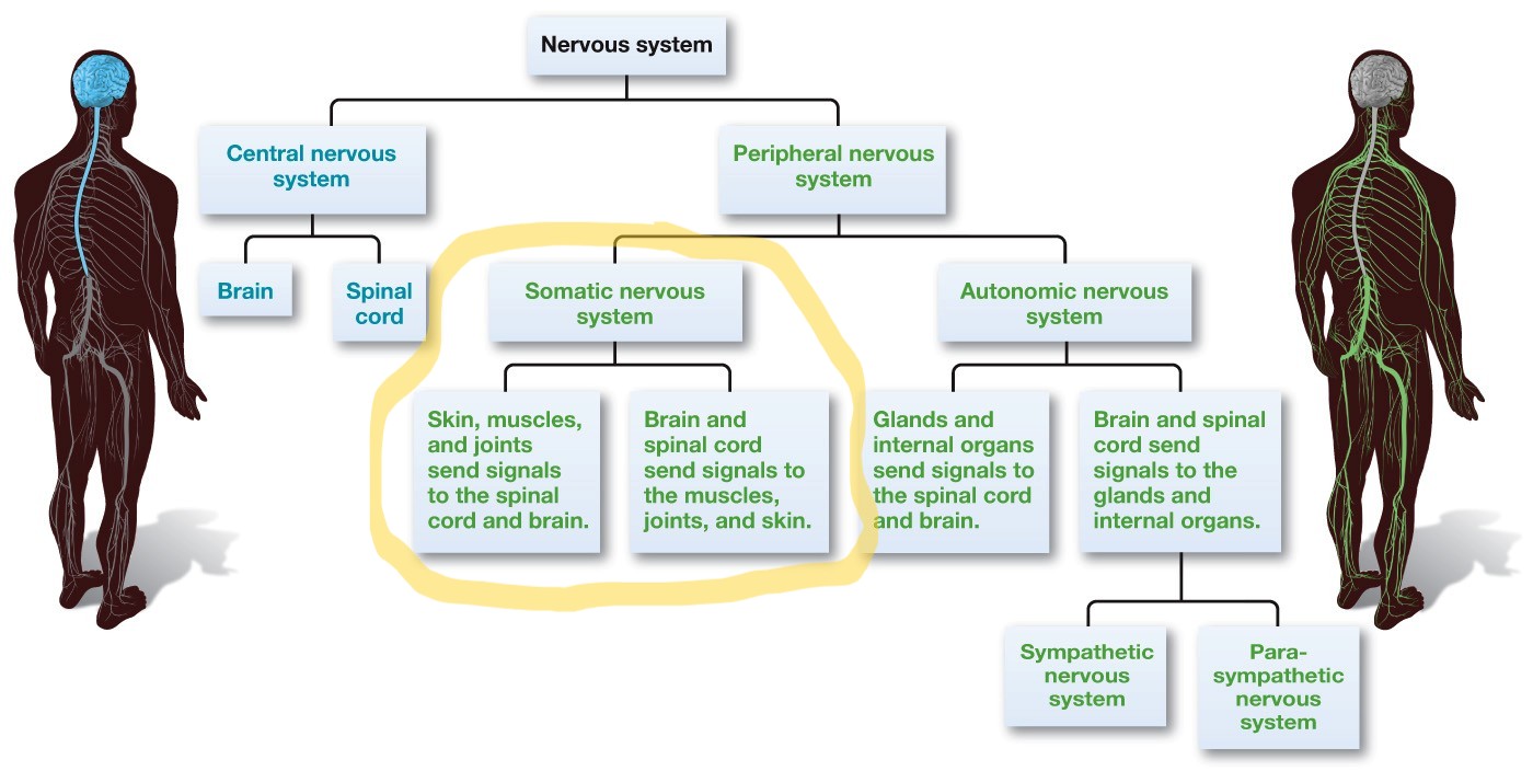 <p>A component of the peripheral nervous system; it transmits sensory signals and motor signals between the central nervous system and the skin, muscles, and joints.</p>