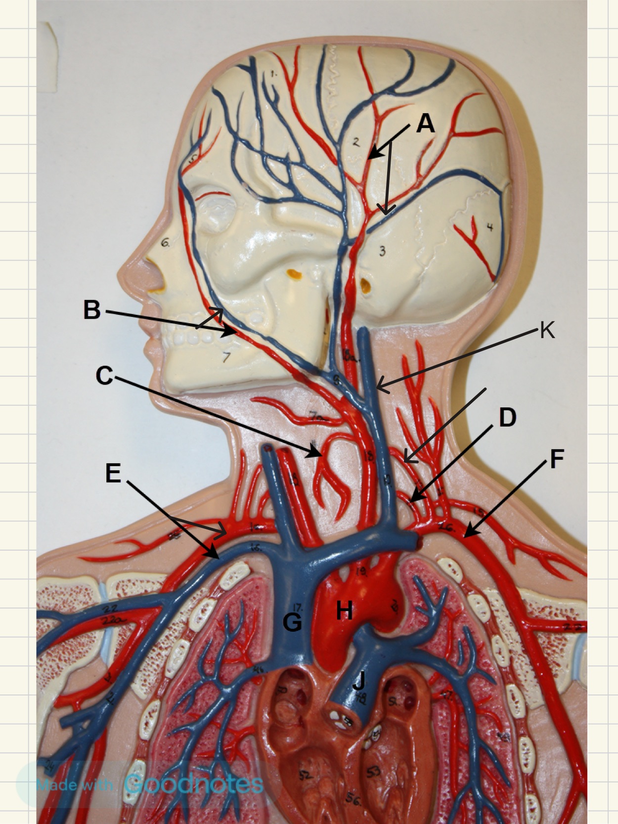 <p>In the image above, identify blood vessels A, B, C, D, E, F, G, H, J, and K. &nbsp;(There is no letter I.)</p>