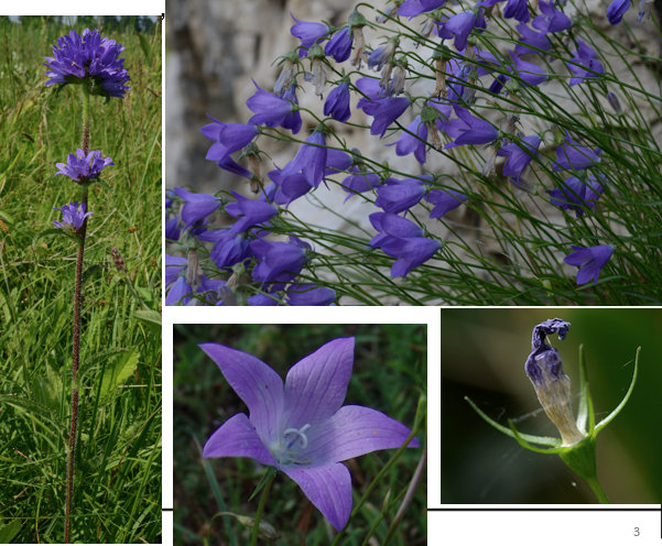 <img src="https://assets.knowt.com/user-attachments/1544e4ec-a674-48c0-a428-58d0c0c9ff92.png" data-width="100%" data-align="center"><img src="https://assets.knowt.com/user-attachments/db0d01e6-a7e3-4096-99aa-5ac93c764811.png" data-width="100%" data-align="center"><p>Geef de familie.</p>