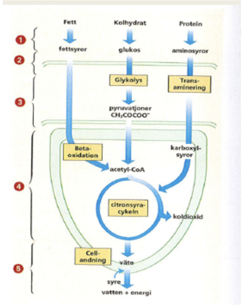 <p>Fett —> fettsyror</p><p>Kolhydrat —> glukos</p><p>Protein —> aminosyror</p>