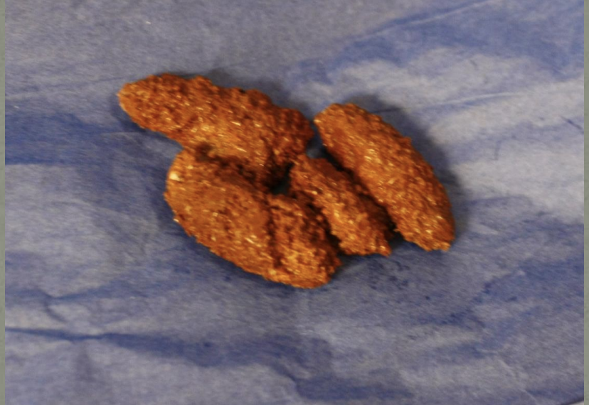 <p>Identify this scat</p>