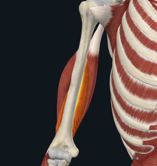 <p>What is the muscle shown in the photo, and what head?</p>
