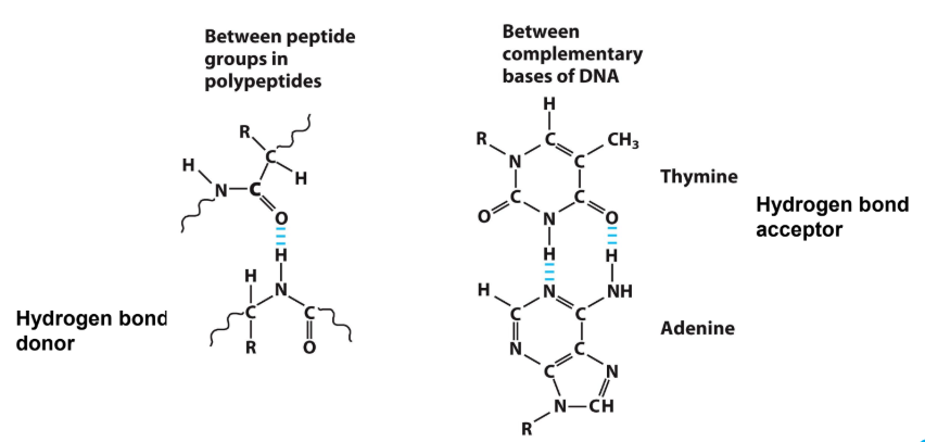 <p><strong><u>Examples of Hydrogen Bonding Between Biomolecules </u></strong></p><ul><li><p>Review</p></li></ul><p></p>
