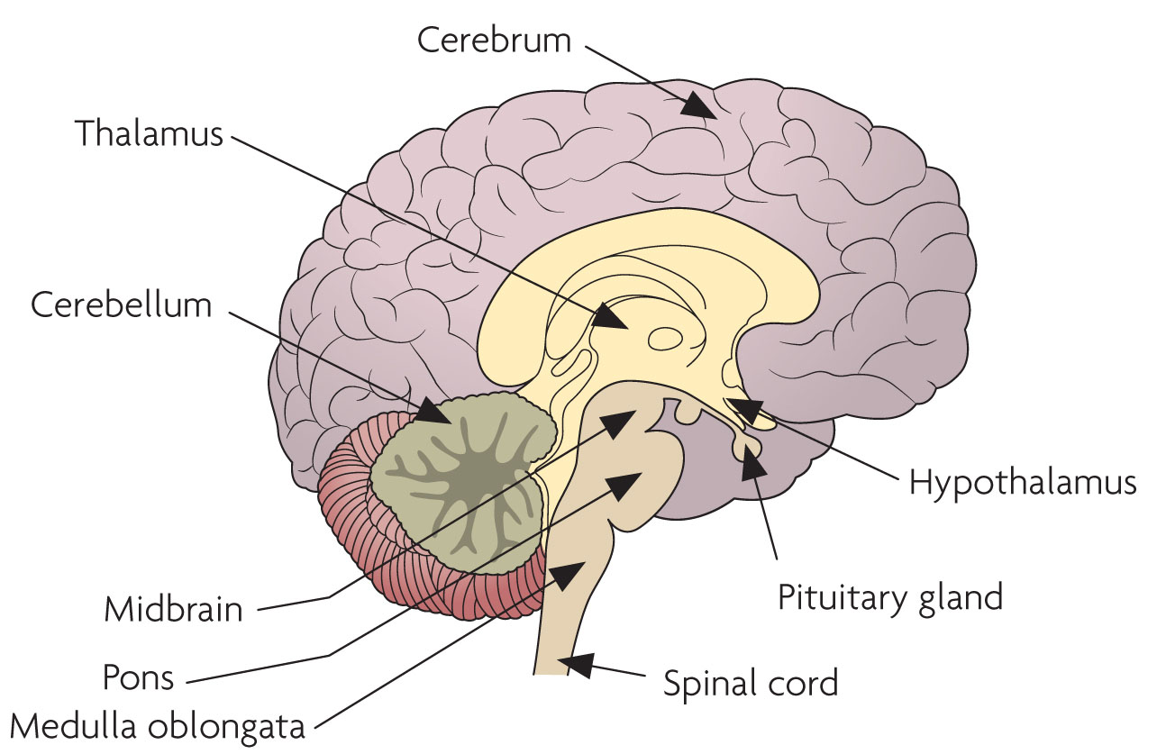 <ul><li><p>Hemispheric, located posterior to brain stem and inferior to cerebrum</p></li><li><p>Responsible for coordinating complex and skilled movements</p></li><li><p>Regulates posture and balance</p></li></ul><p></p><p></p>