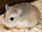 <p>welk type hamster is dit</p>