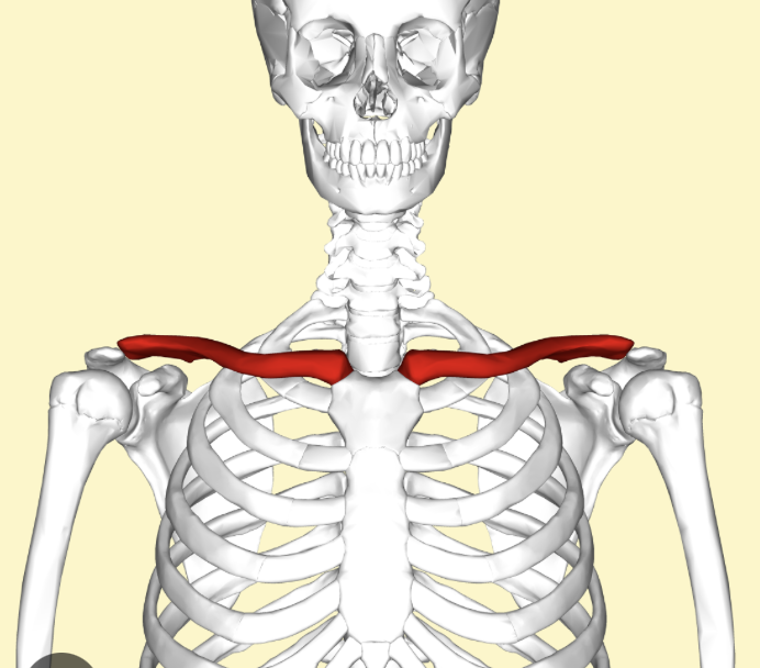 <p>What are the bones in red?</p>