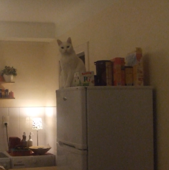 <p>Was macht die (weiße) Katze?</p>