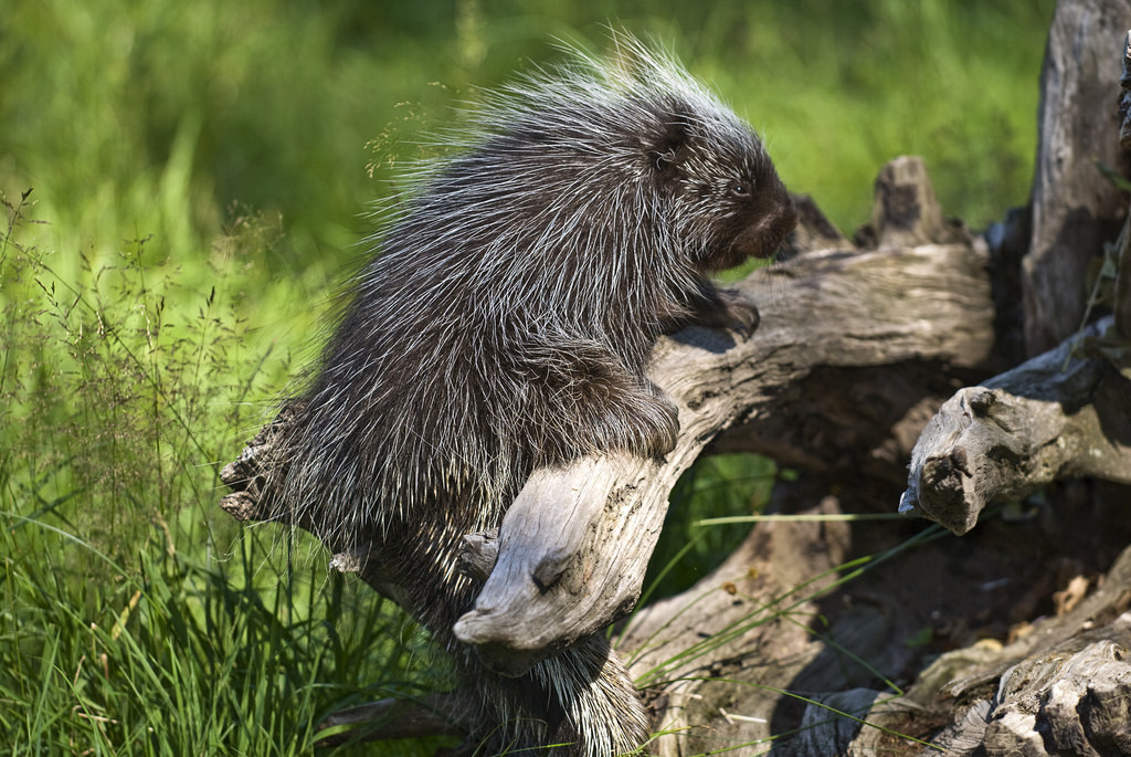<p>Family: new world porcupines </p>