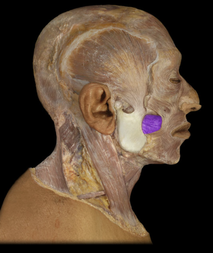 <p>Compresses cheek.</p>
