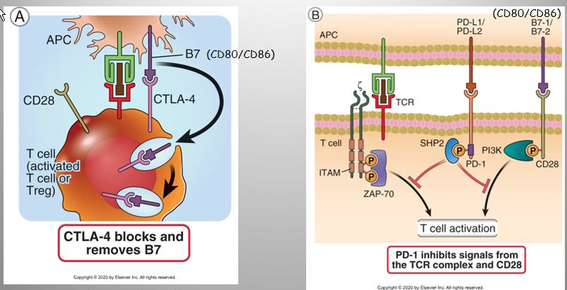 <p>T cell Inhibition Mech:</p><ol><li><p>CTLA-4 (T) - CD80/CD86 (AKA B7, on APC) → rips it out of APC cell membrane → endocytosis → degradation</p></li><li><p>PD1 (T) - PD1L1/2 (APC) → inhibits signal 1/2 </p></li></ol><p></p>