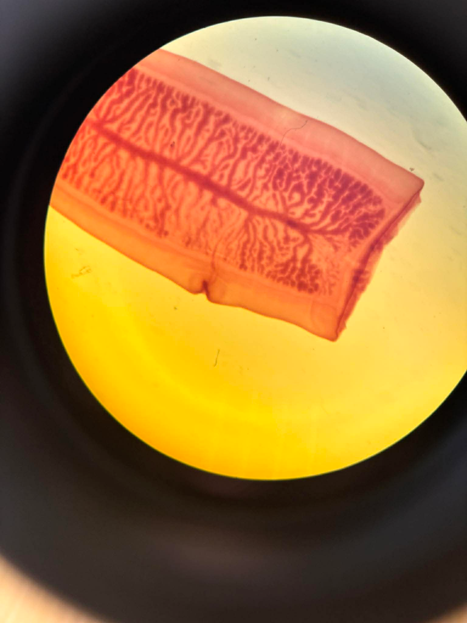 term image
