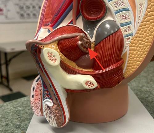 <p>located behind the urinary bladder, its secretion combines with sperm being transported by the ductus deferens</p>