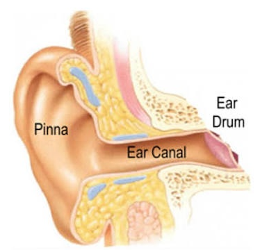 <p><span style="color: mediumseagreen !important;"><strong>Tympanic&nbsp;membrane (Ear Drum)</strong></span></p>