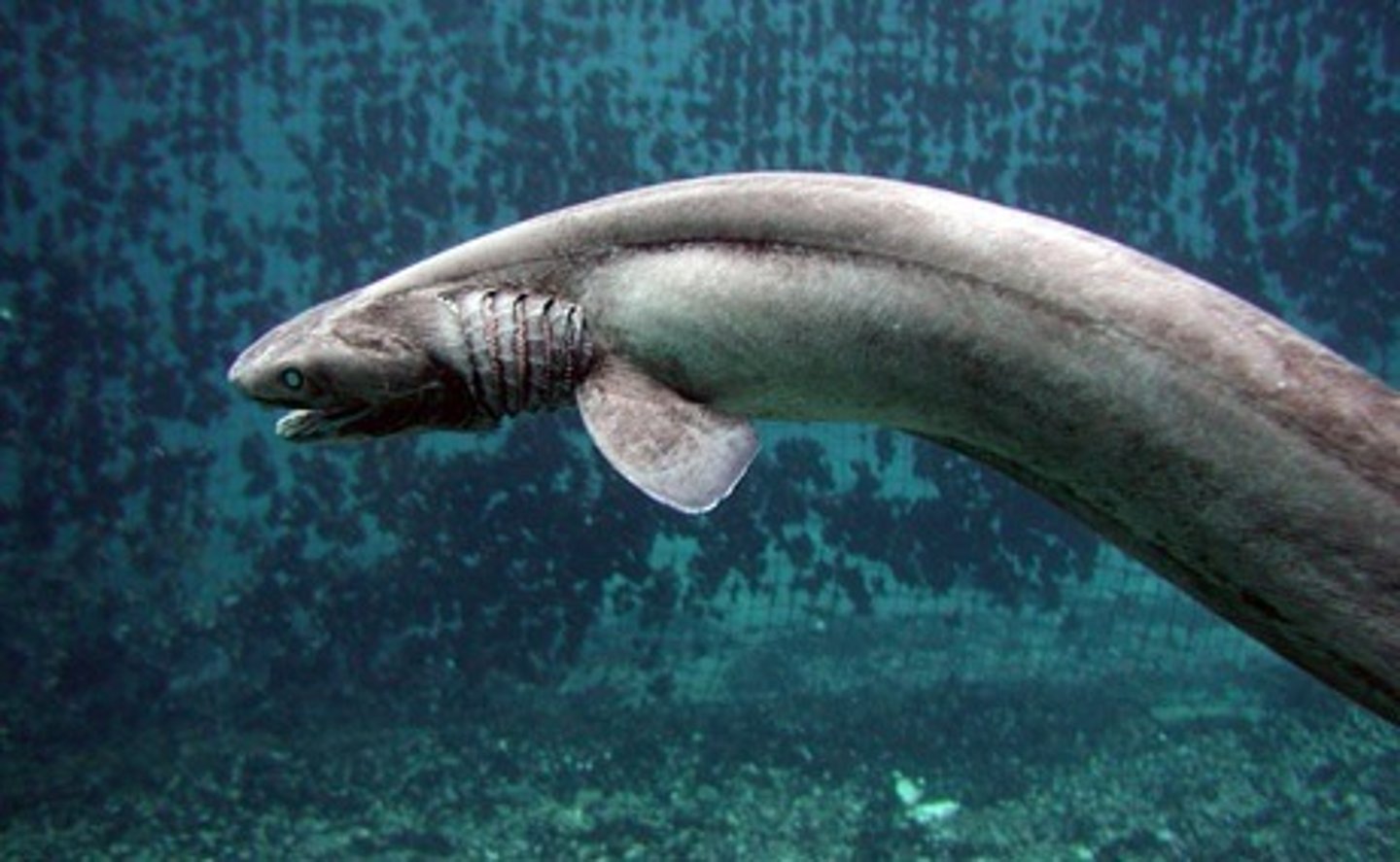 <p>The Frilled shark's gestation period is possibly as long as this many years, the longest of any vertebrate.</p>