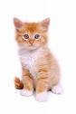 <p>A tiny baby cat that likes to chase string is a _____.</p>