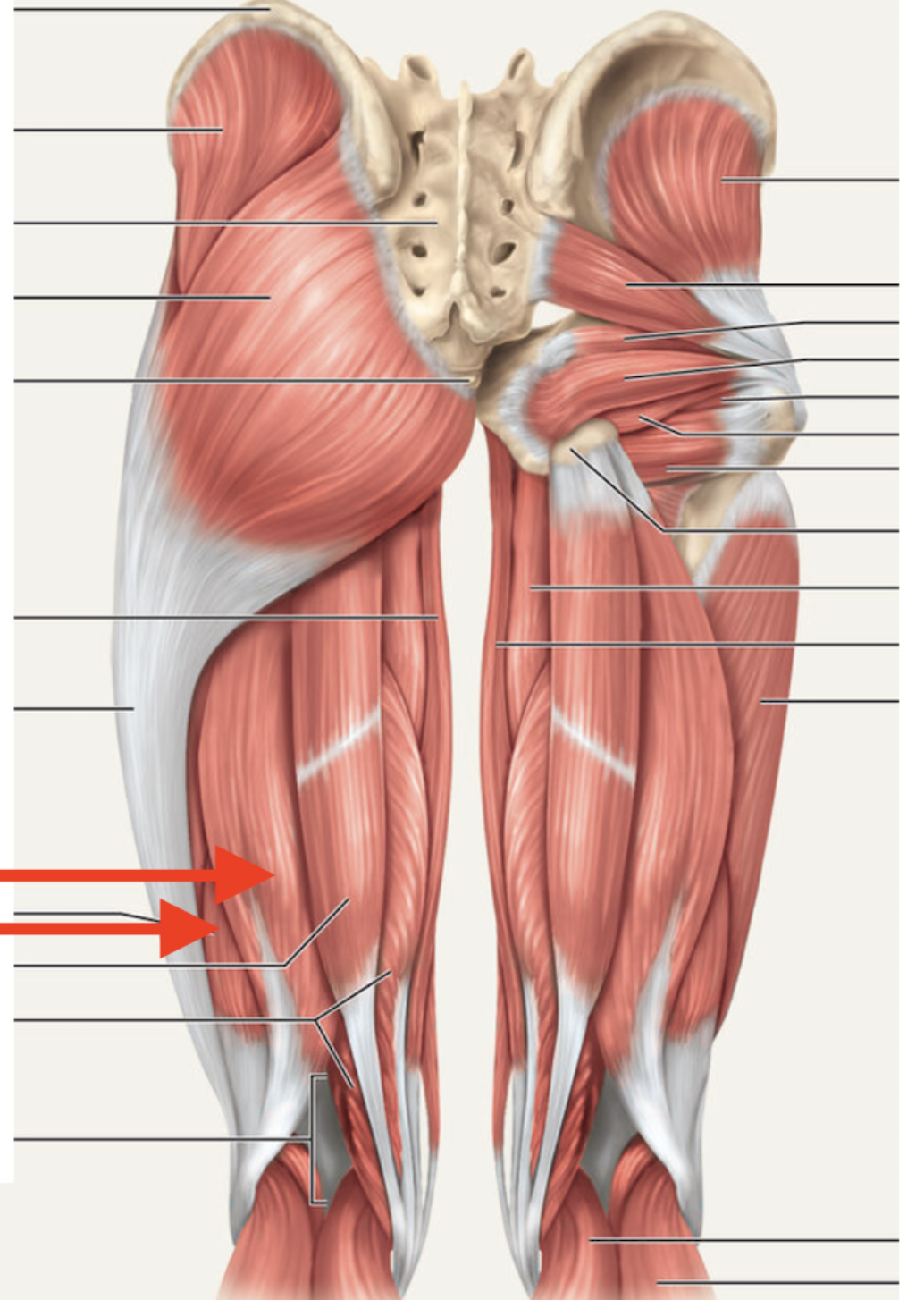 <p>Biceps femoris — Origin</p>