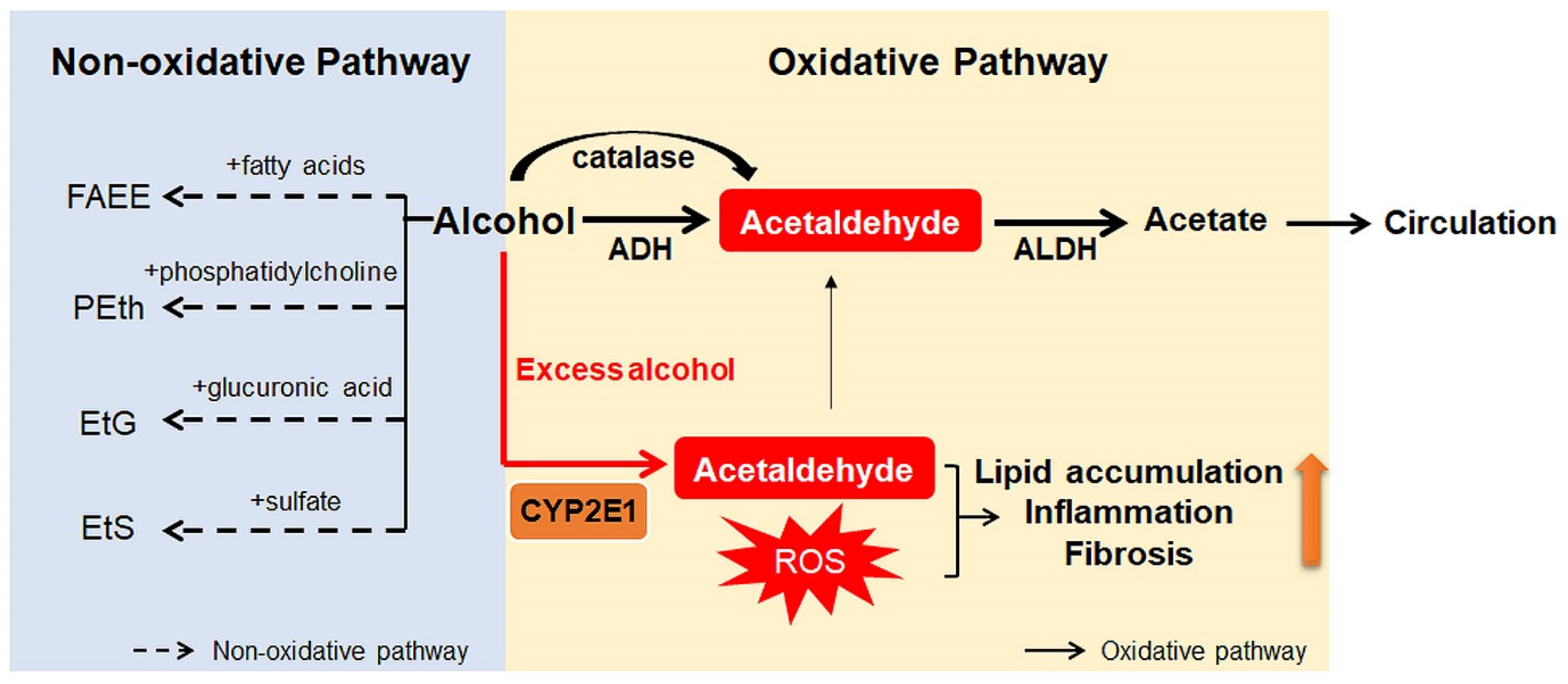<p>Oxidation</p>